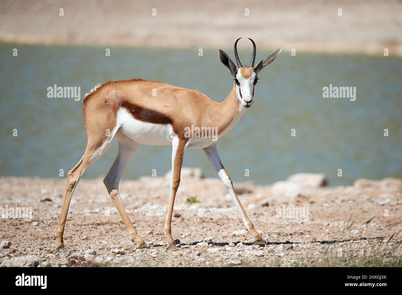 Beautiful Springbok, ( Antidorcas marsupialis), is an african medium sized antelope that lives in southern and southwestern Africa Stock Photo