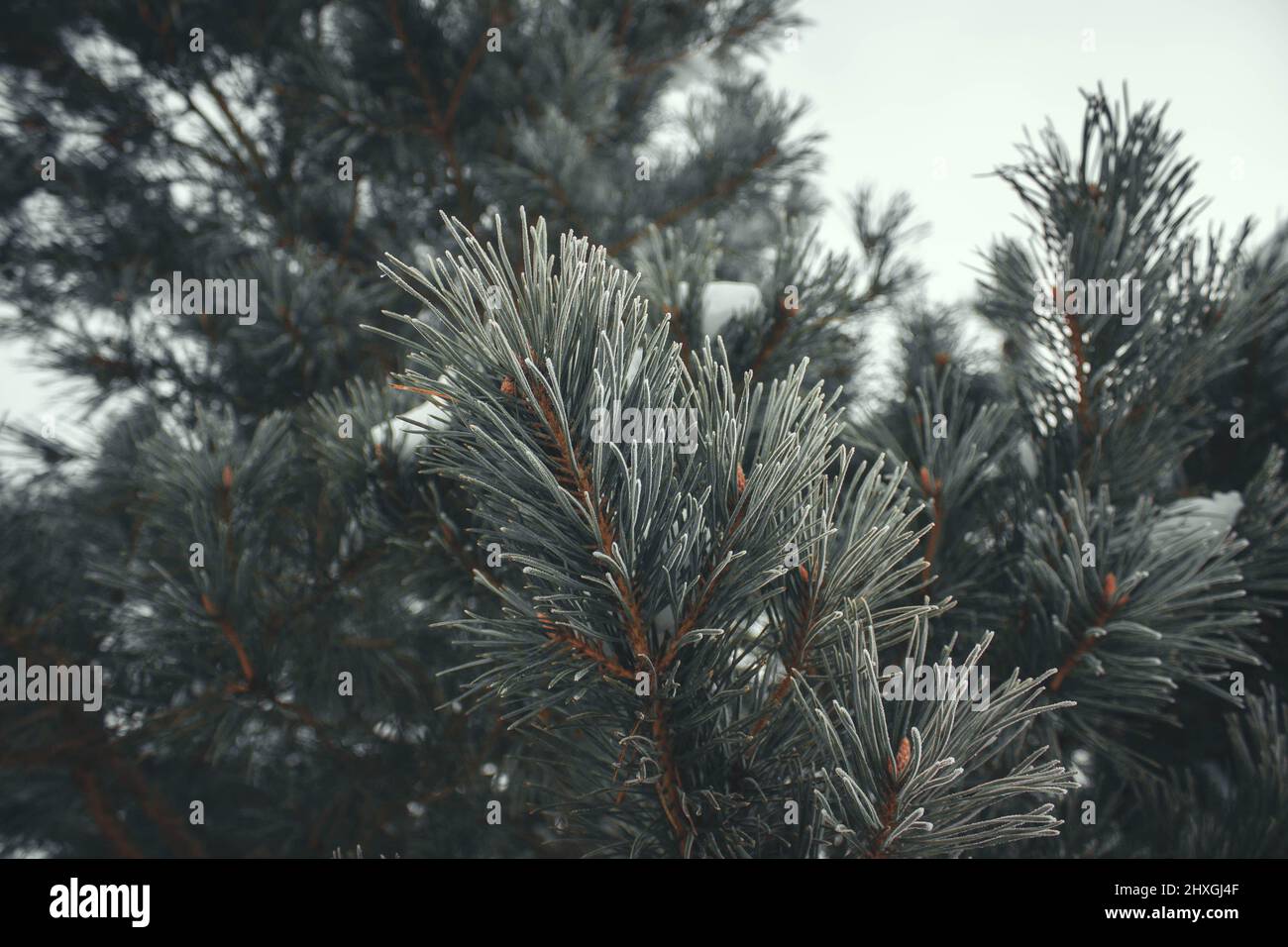Spruce branch in frost forest hi-res stock photography and images - Alamy