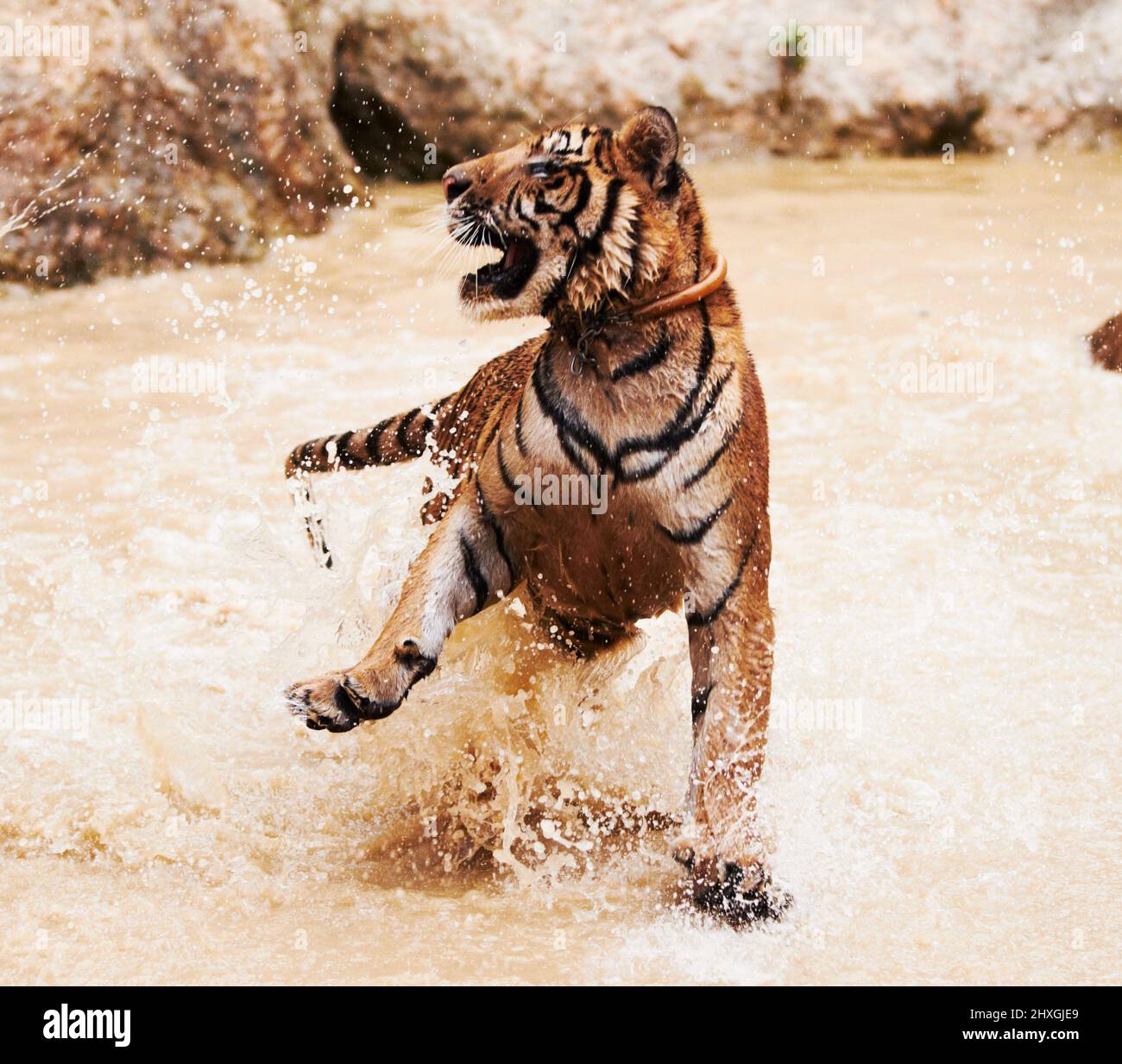 Playful tiger splashing around. Tiger playfully splashes around in the water. Stock Photo