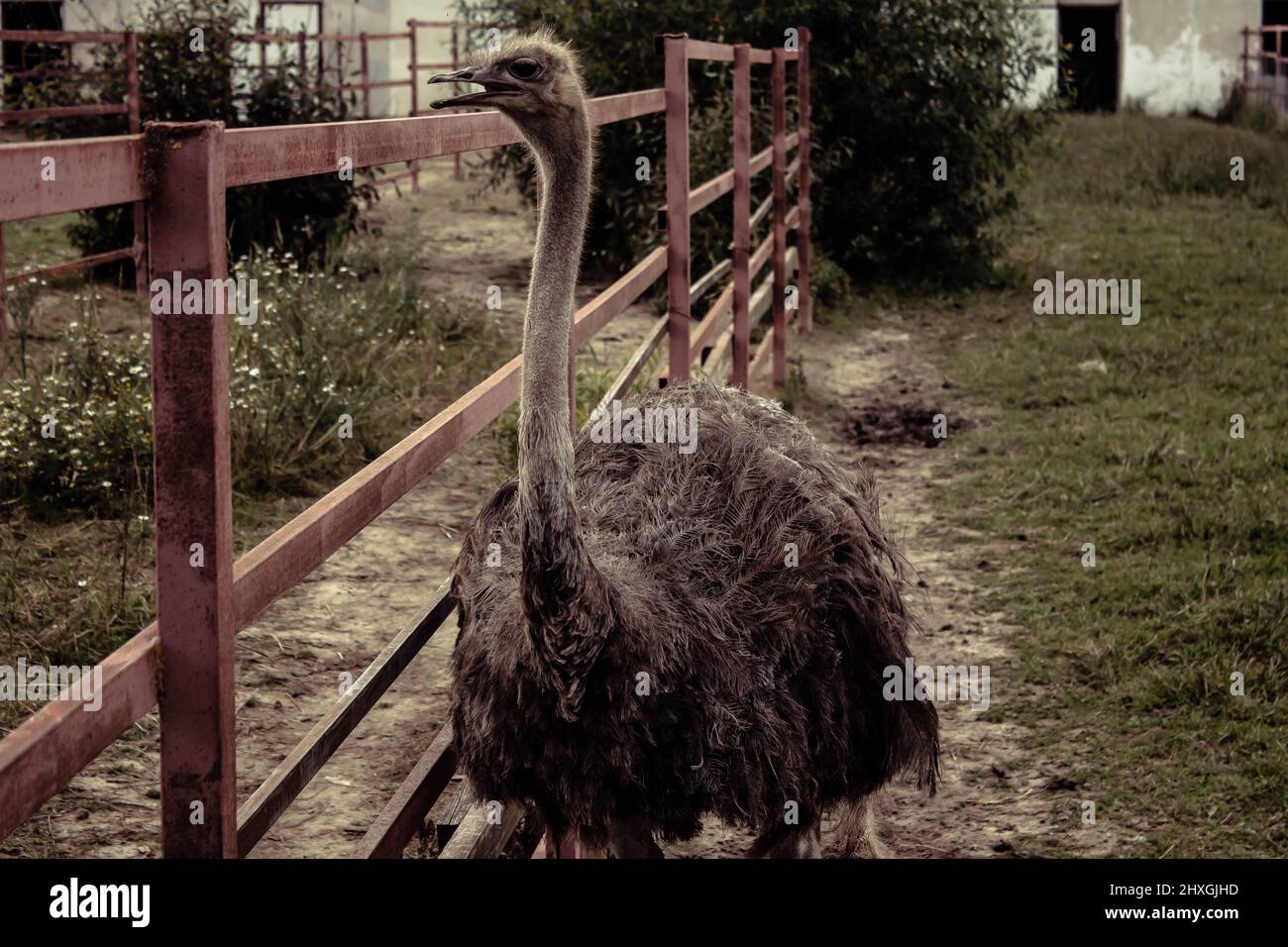 an ostrich in an aviary with an open beak Stock Photo