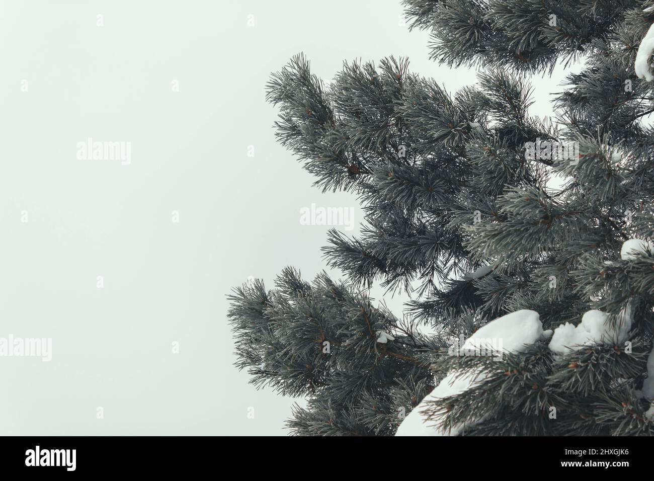 Fir branches with snow, winter photo session Stock Photo