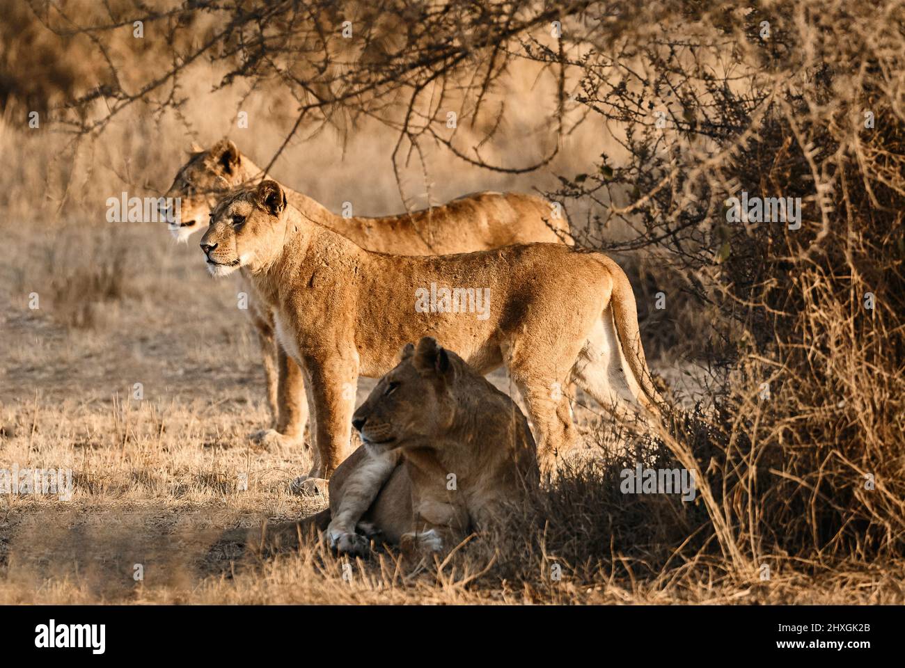 Three beautiful lionesses (Panthera leo) in the bush of the Serengeti N.P.  look for prey to hunt. Stock Photo