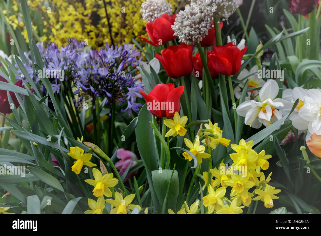 Beautiful close-up of spring garden with daffodils, tulips, lilacs and other spring flower lit by the warm spring sun. Tulips and daffodils in the spr Stock Photo