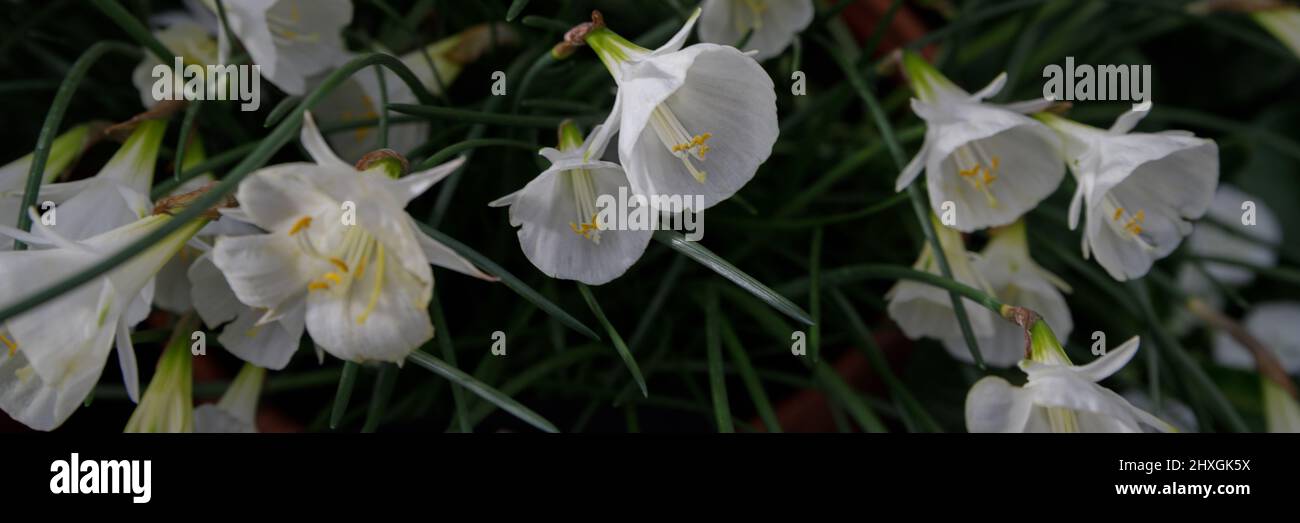 White bell-shaped daffodils bloom in the garden in April. Spring white flowers. First Spring Garden. Stock Photo