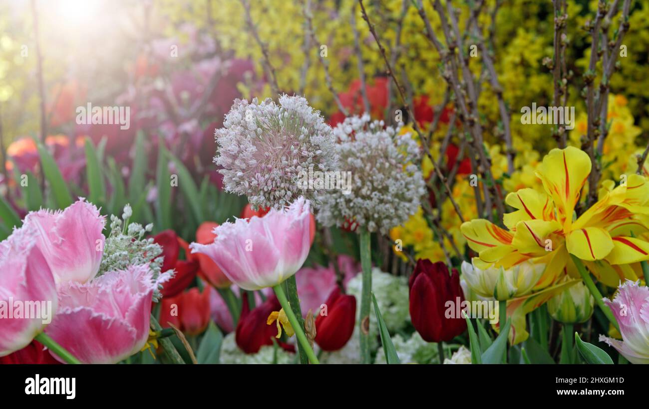 Beautiful close-up of spring garden with daffodils, tulips, lilacs and other spring flower lit by the warm spring sun. Tulips and daffodils in the spr Stock Photo
