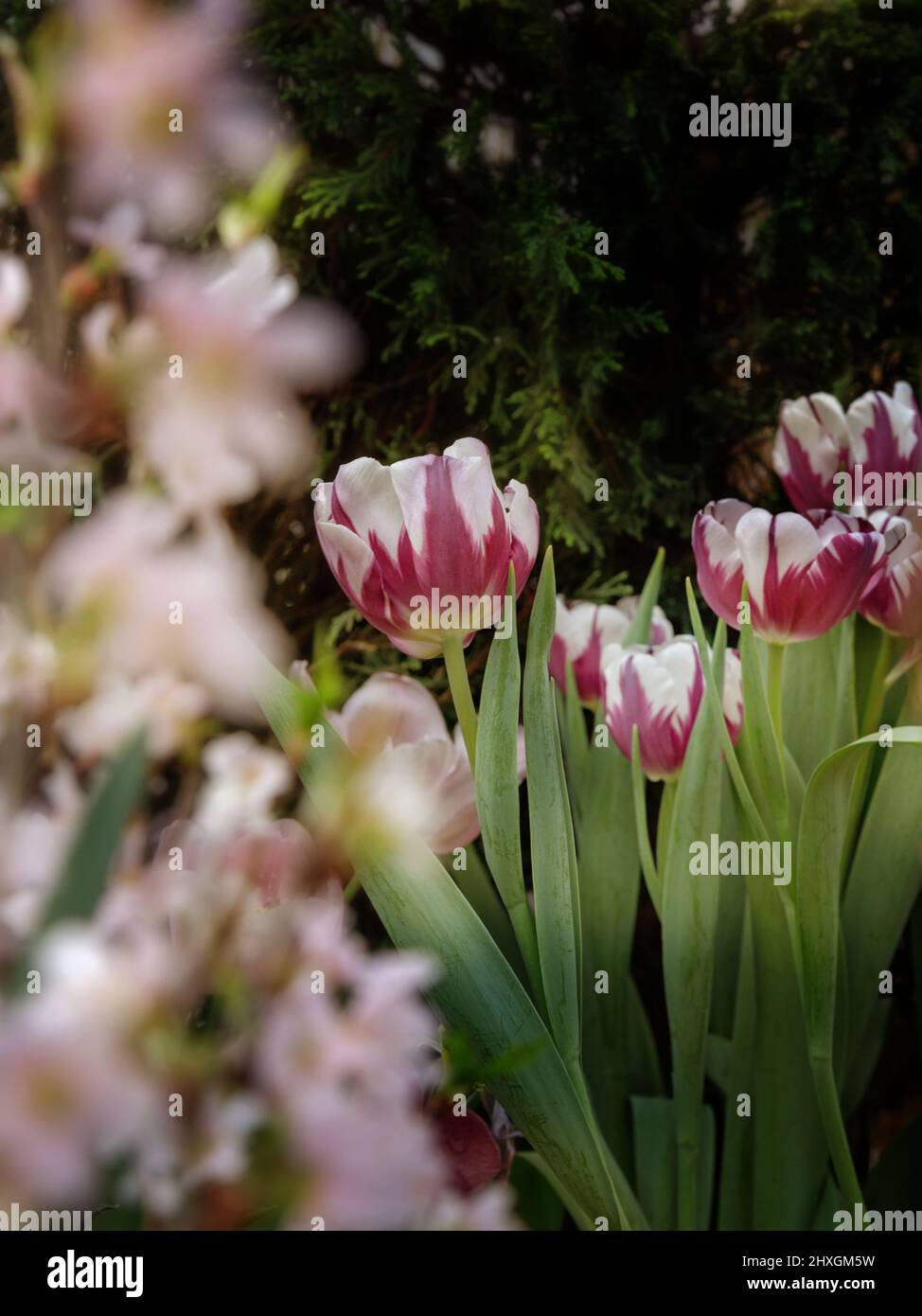 Tulips. Beautiful bouquet of tulips close up. colorful tulips in spring ...