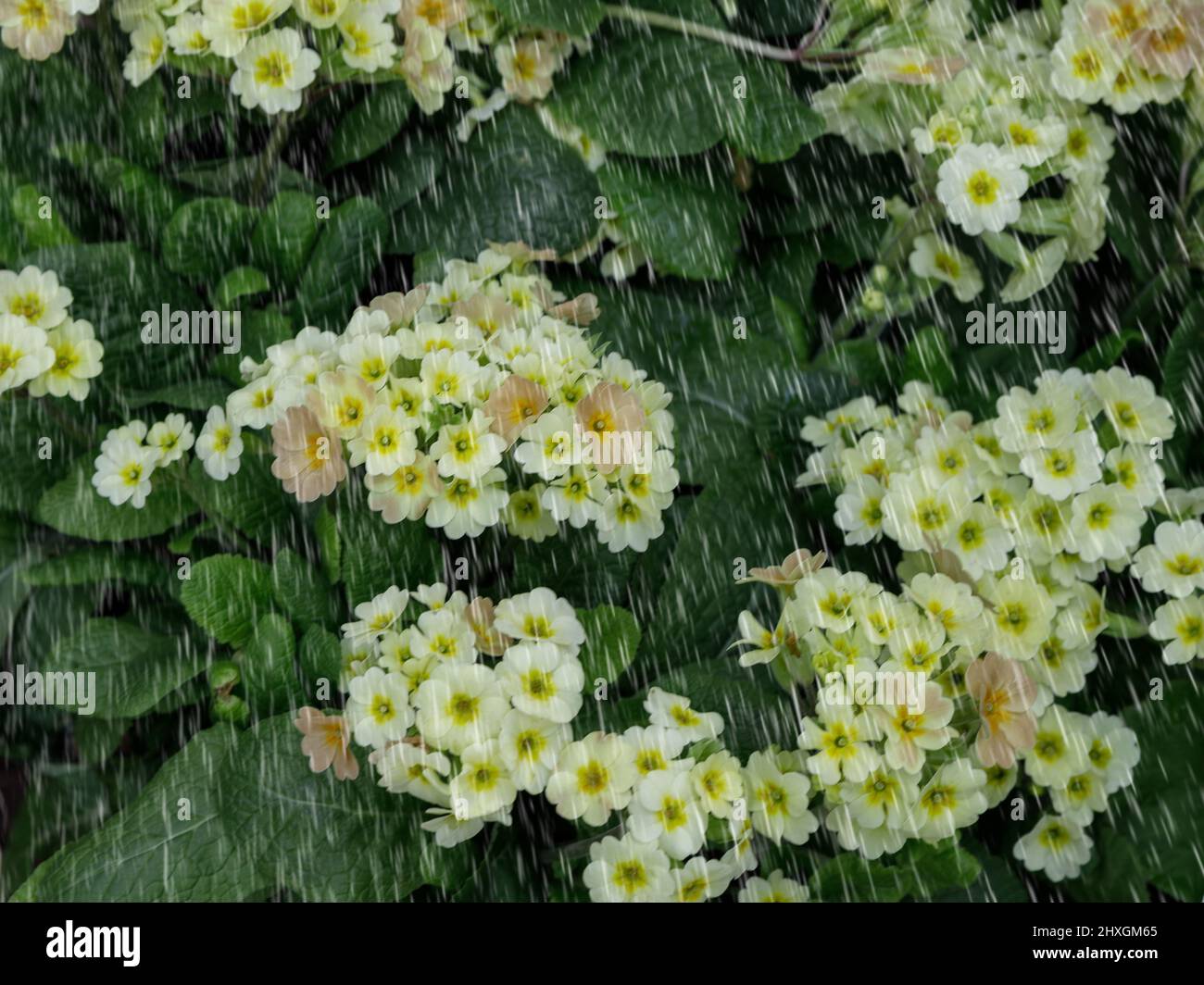 Primrose in spring rain. Dewy evening primroses in the flowerbed in the ornamental garden in a rainy day, nature and herb concept Stock Photo