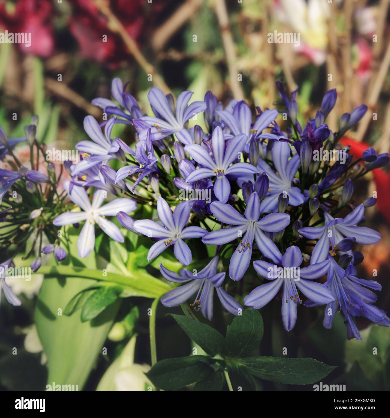 Agapanthus or Lily of the Nile. Queensland. Close up. Blossoming African Lily Stock Photo