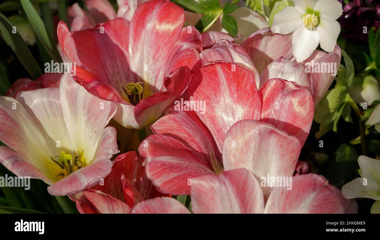 Red and White Tulips. Beautiful bouquet of tulips close up. colorful tulips in spring. Stock Photo