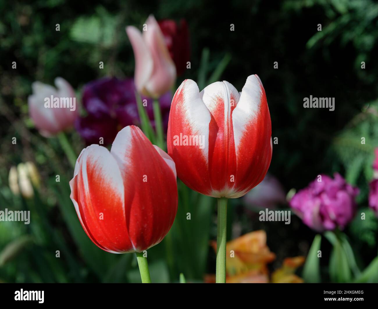 Tulips. Beautiful bouquet of tulips close up. colorful tulips in spring. Stock Photo
