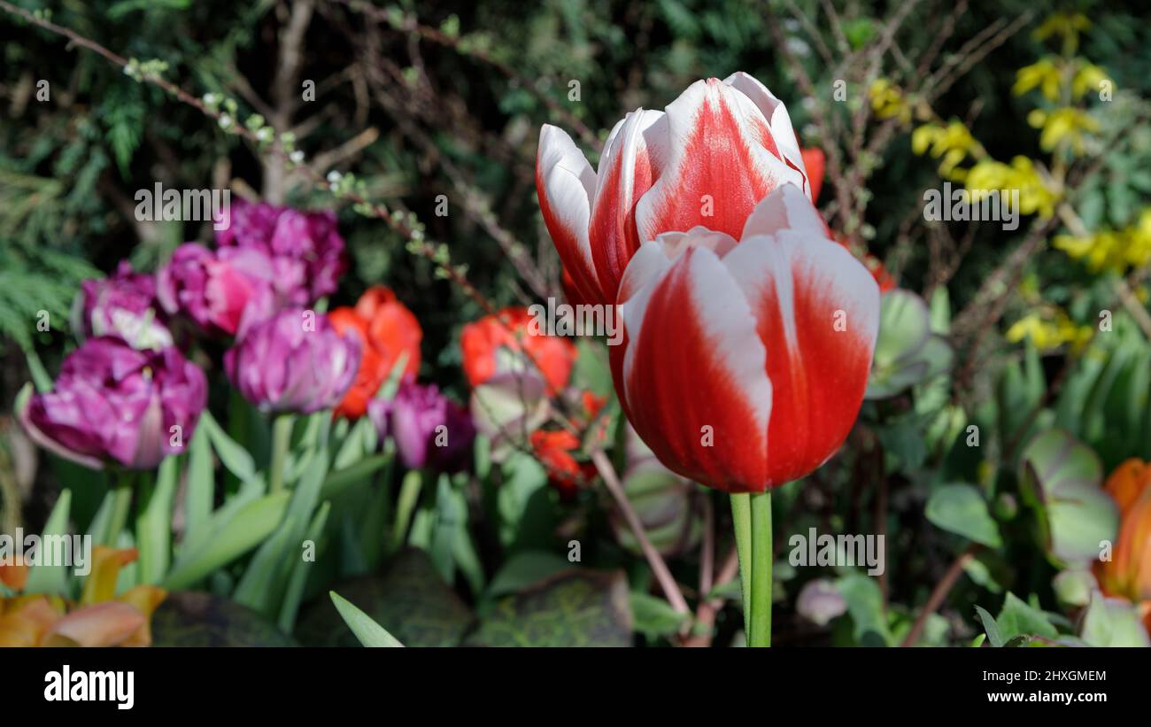Tulips. Beautiful bouquet of tulips close up. colorful tulips in spring. Stock Photo
