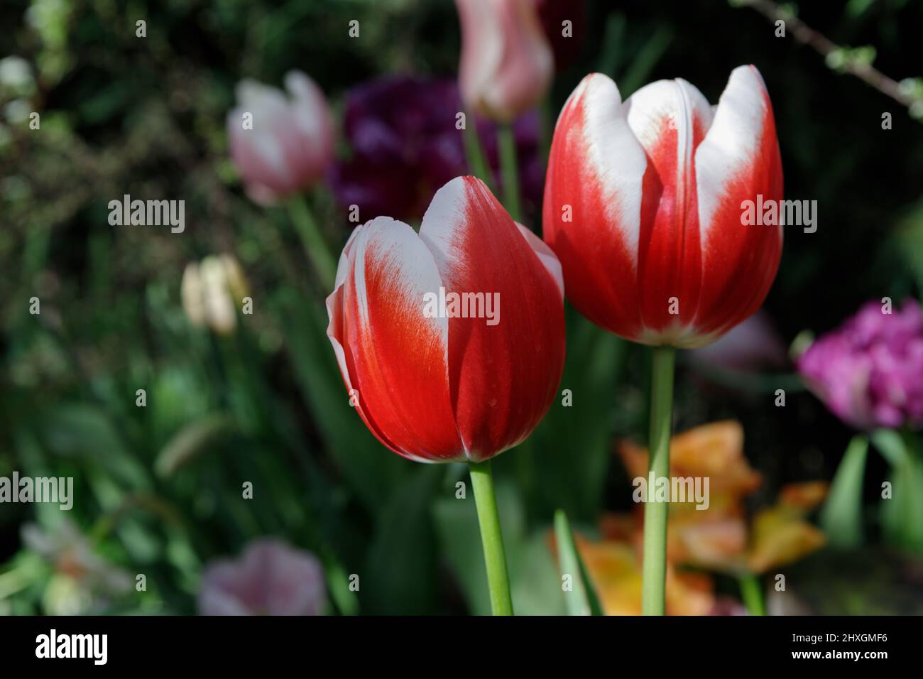Red and White Tulips. Beautiful bouquet of tulips close up. colorful tulips in spring. Stock Photo
