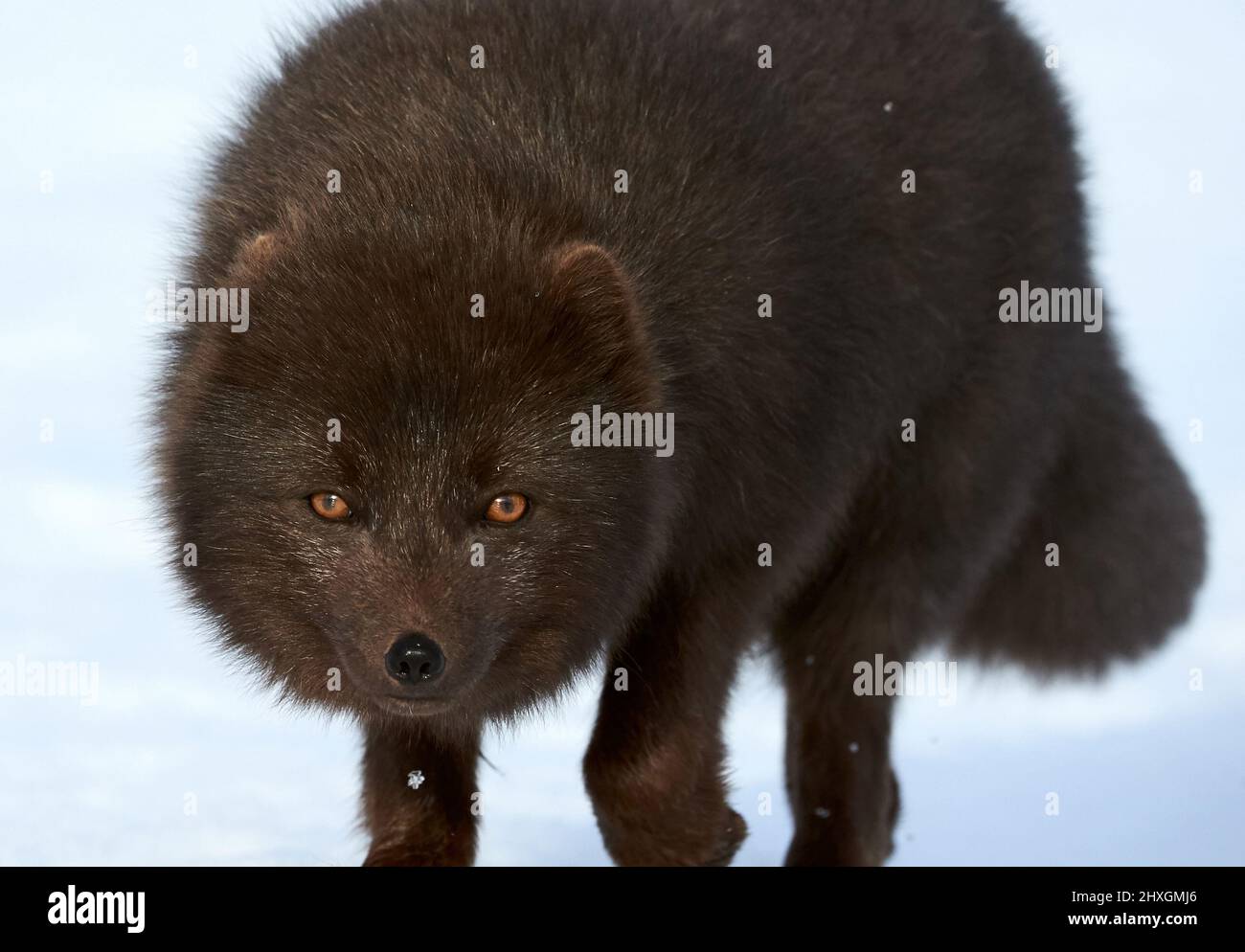 Blue arctic fox (Alopex lagopus) photographed in Iceland while walking