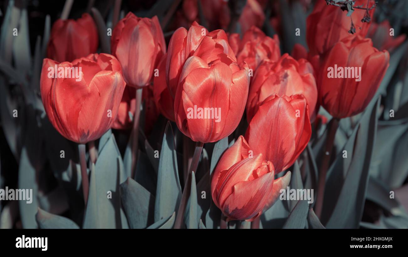 Tulips. Beautiful bouquet of tulips close up. colorful tulips in spring. Gentle floral image. spring season concept. template for design Stock Photo