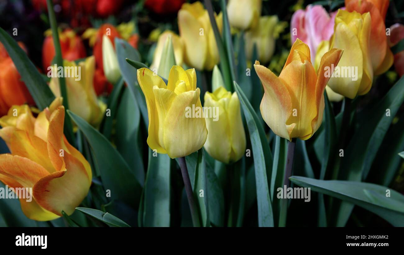 Spring blossoming yellow tulips, bokeh flower background, pastel and soft floral card, selective focus, toned Stock Photo