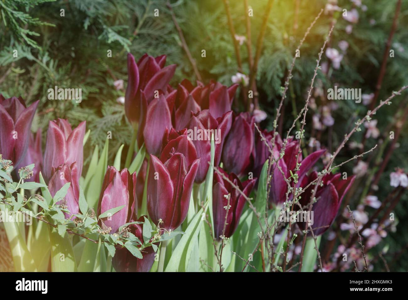 Dark Burgundy Tulips. The color of the flower is burgundy-black. Stock Photo