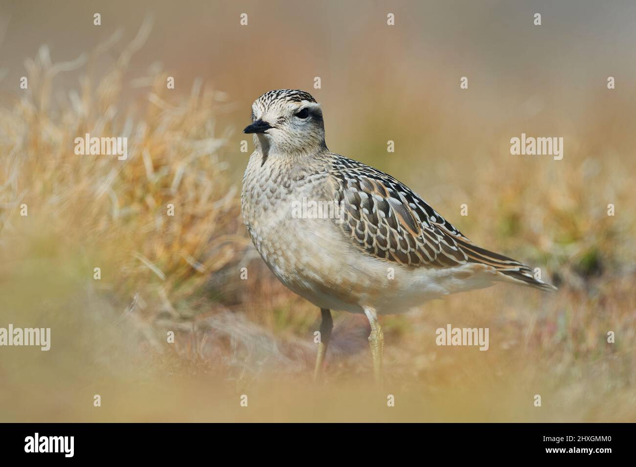 Eurasian dotterel (Charadrius morinellus) photographed in the Italian Alps, in low grass. Stock Photo