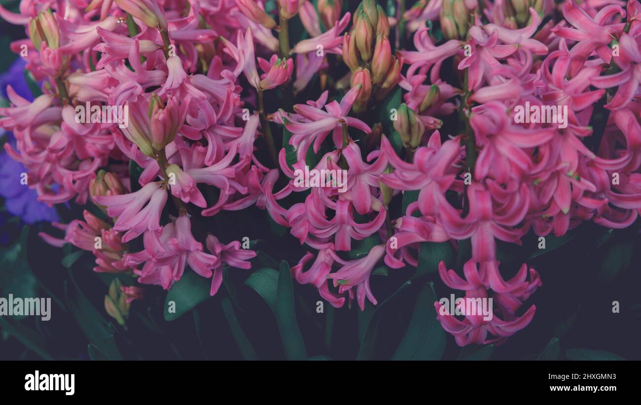 Close up view of hyacinth forming a background of pretty pink flowers. Happy Easter card background Stock Photo