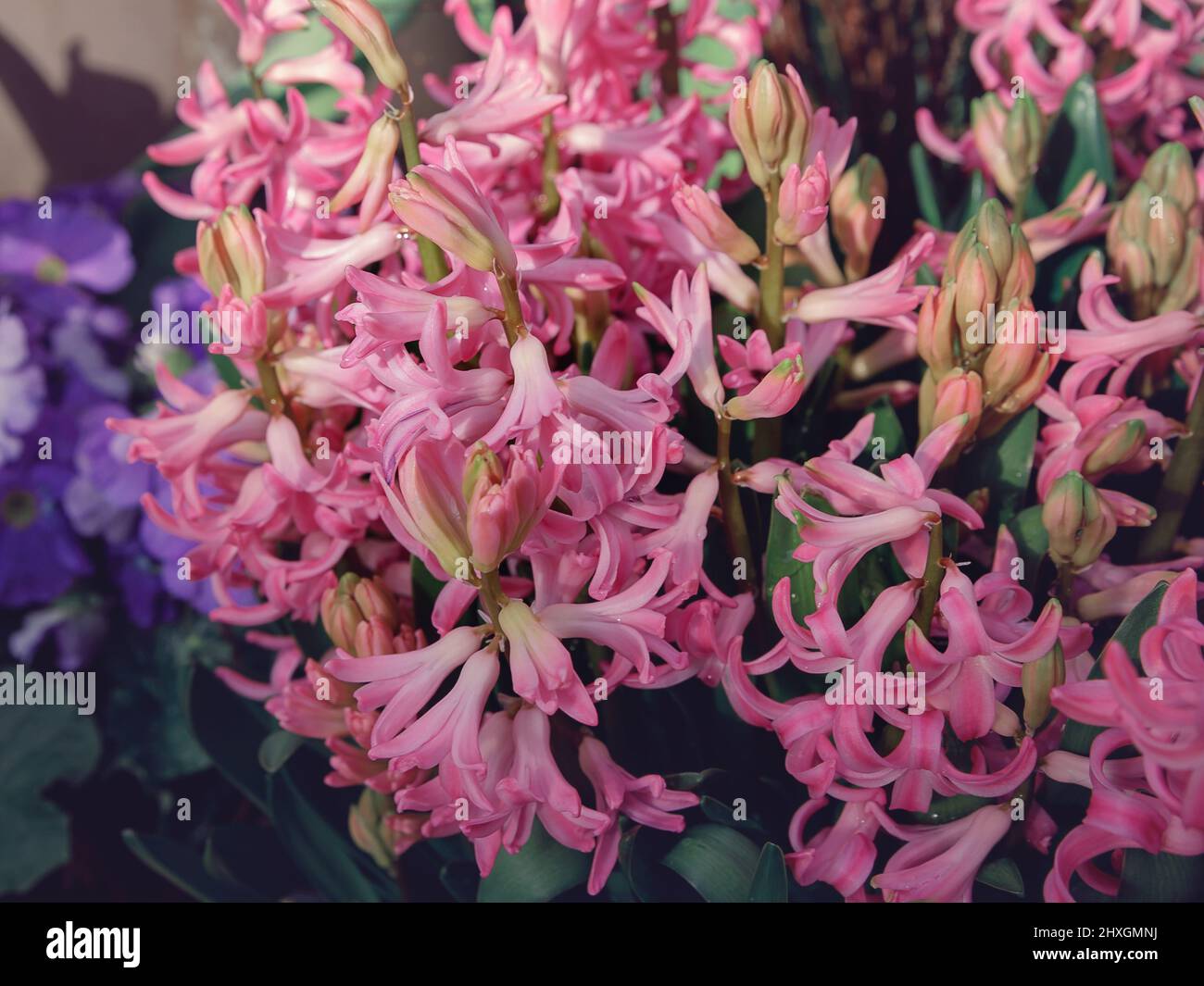 Close up view of hyacinth forming a background of pretty pink flowers. Happy Easter card background Stock Photo