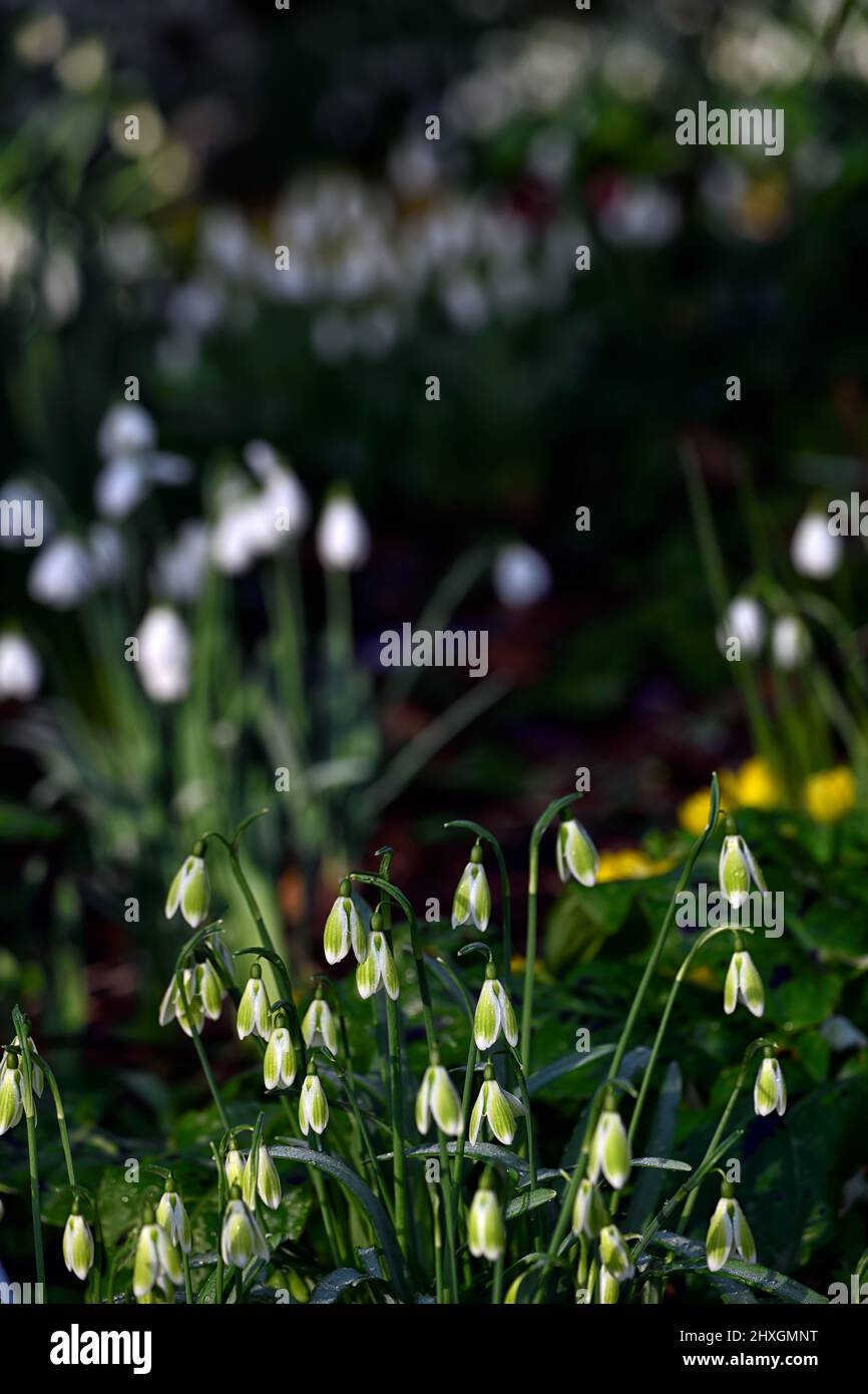 Galanthus Grean Tear,virescent hybrid snowdrop,green markings,virescent,Snowdrop,snowdrops,spring,flower,flowers,green marking,markings,marked,mark,sp Stock Photo