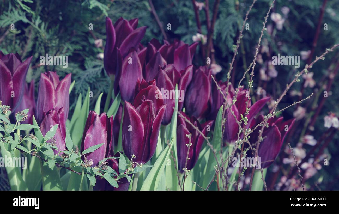 Dark Burgundy Tulips. The color of the flower is burgundy-black. Stock Photo