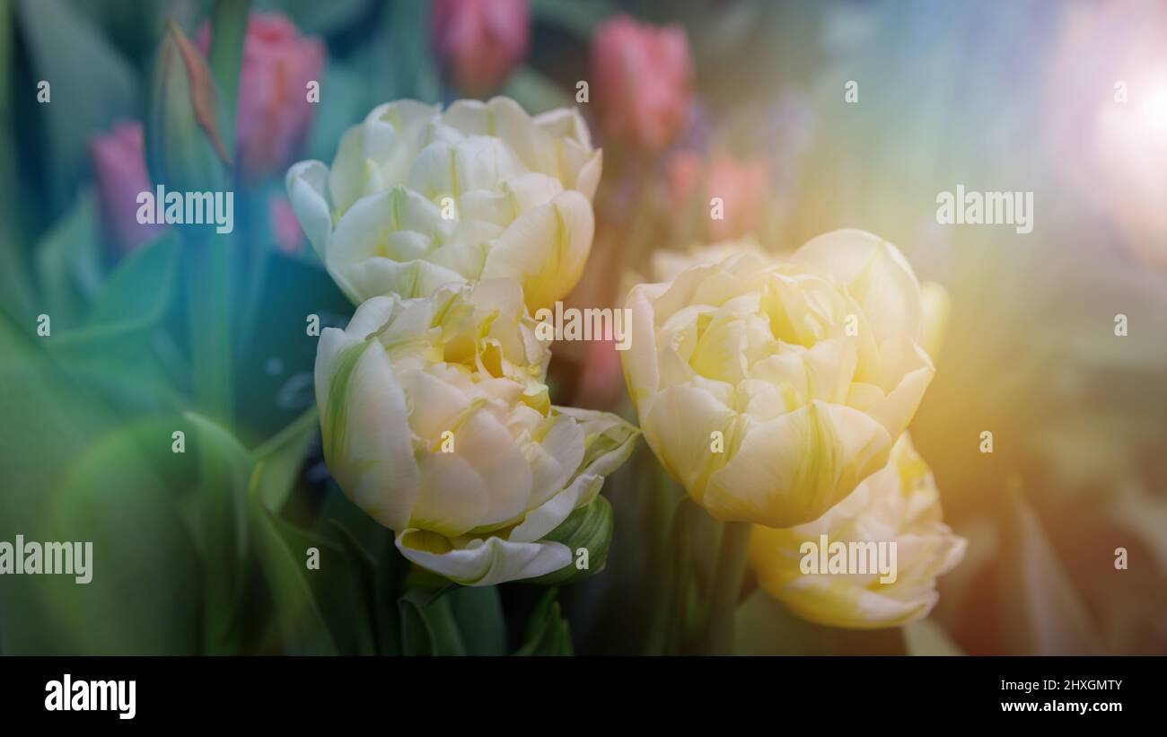 White blooming tulips in the spring garden. Background, postcard, design element, as a substrate. Stock Photo