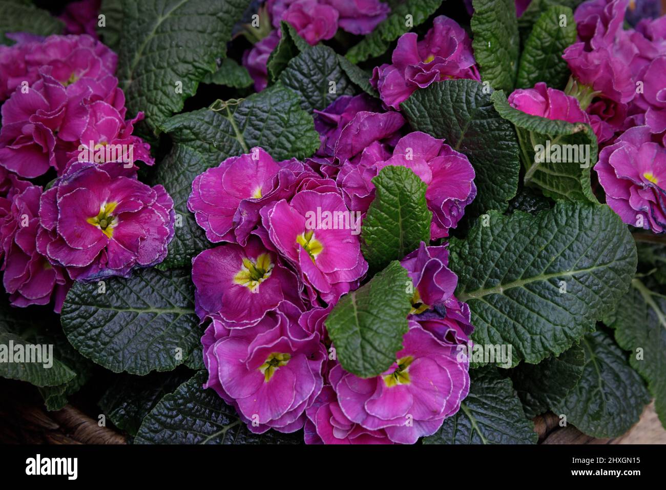 Perennial primrose or primula in the spring garden. Spring primroses flowers, primula polyanthus. Purple primroses in spring woods. Primroses in sprin Stock Photo