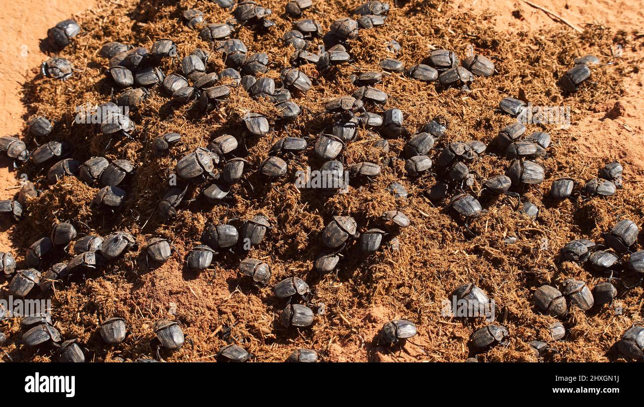 Numerous dung beetles are fed with rhinoceros dung. Dung beetles photographed in Namibia. Stock Photo
