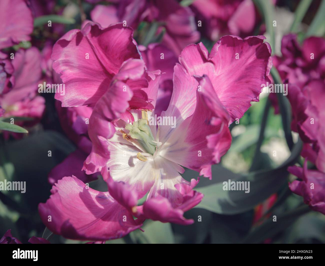 Delicate pink tulips in the garden on a natural green background. Selective soft focus. Pink tulips in spring nature for card design and web banner. Stock Photo