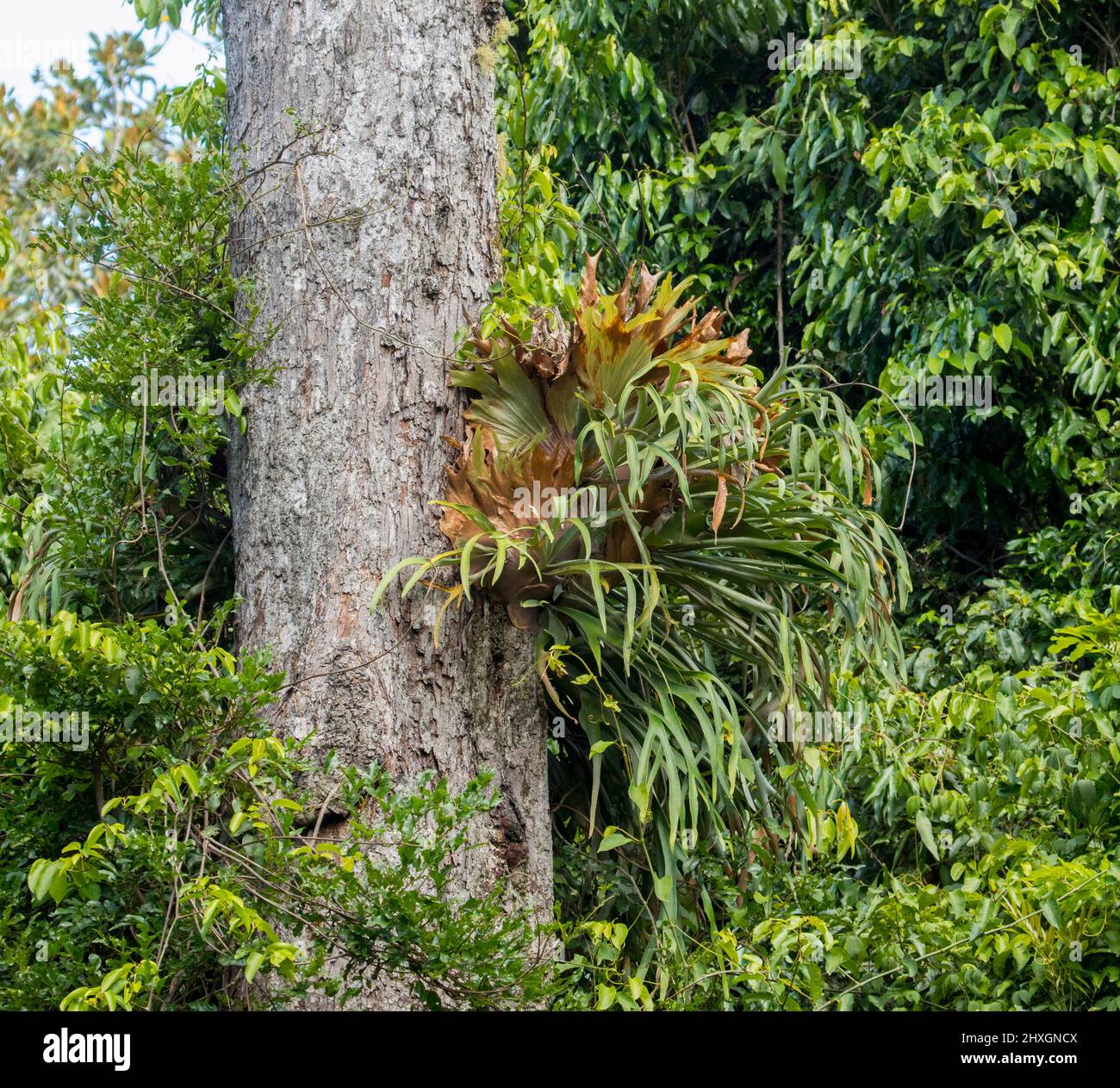 Elkhorn fern, Platycerium bifurcatum, an Australian native plant, growing on a tree trunk in a forest in Australia Stock Photo