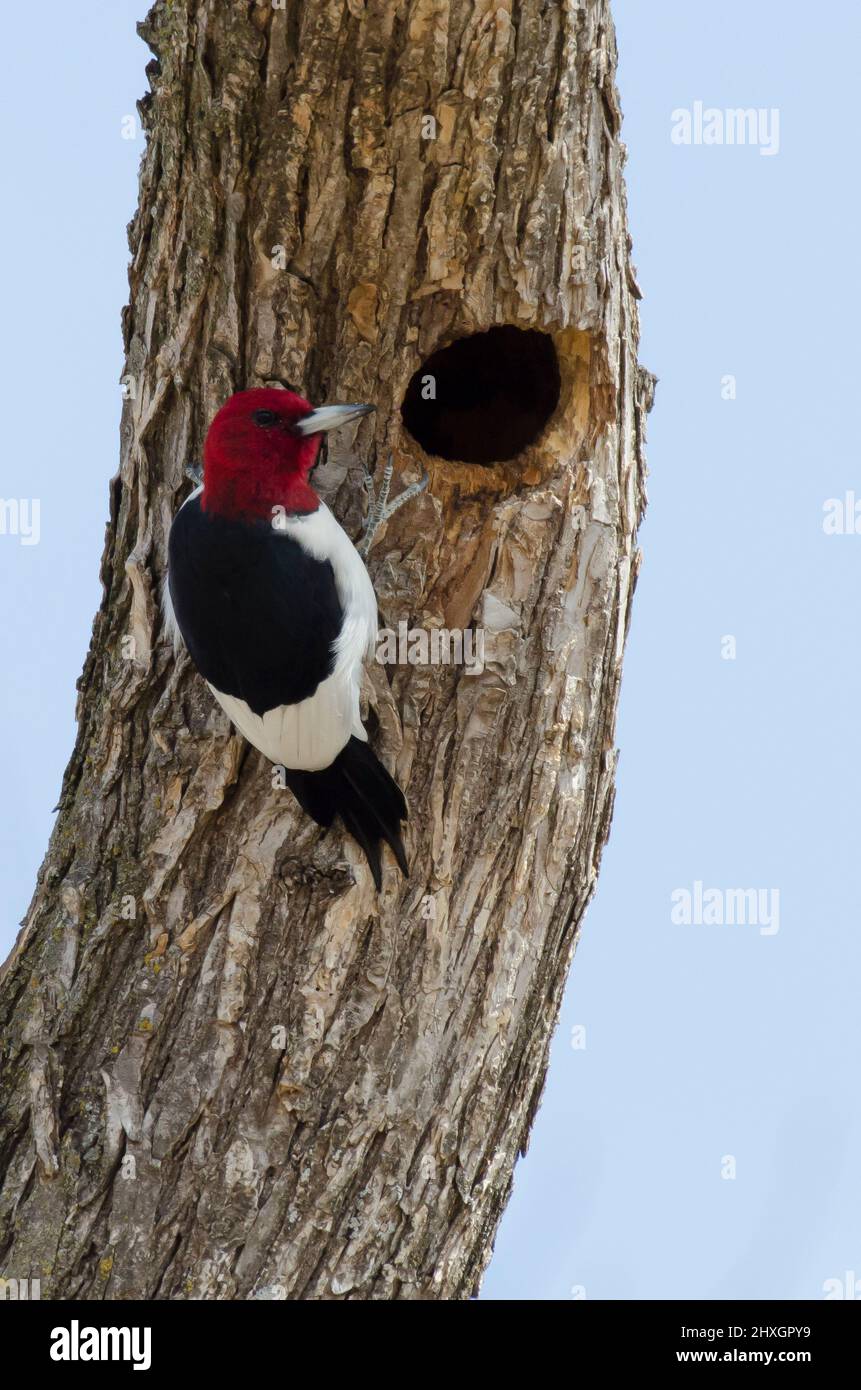 Red-headed Woodpecker, Melanerpes erythrocephalus, investigating hole Stock Photo
