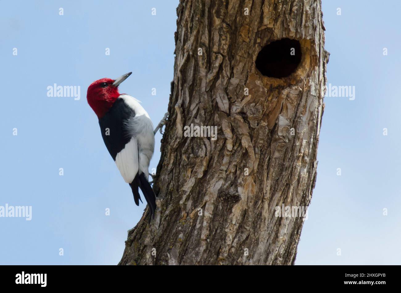 Red-headed Woodpecker, Melanerpes erythrocephalus Stock Photo