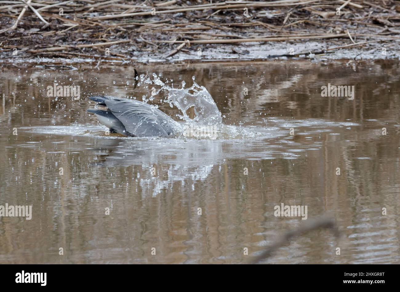 Great Blue Heron, Ardea herodias, plunging for prey Stock Photo