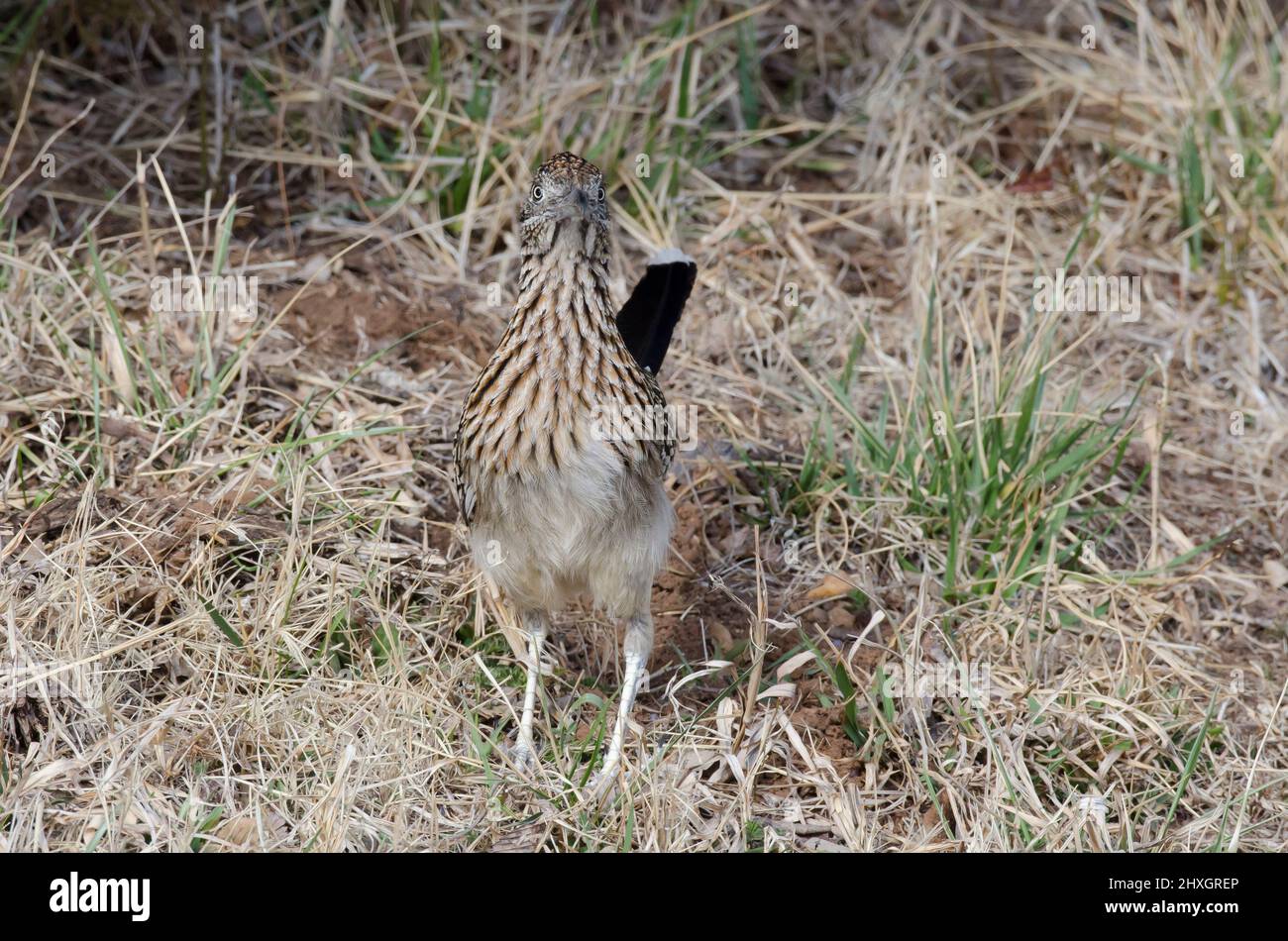 Greater Roadrunner, Geococcyx californianus Stock Photo - Alamy