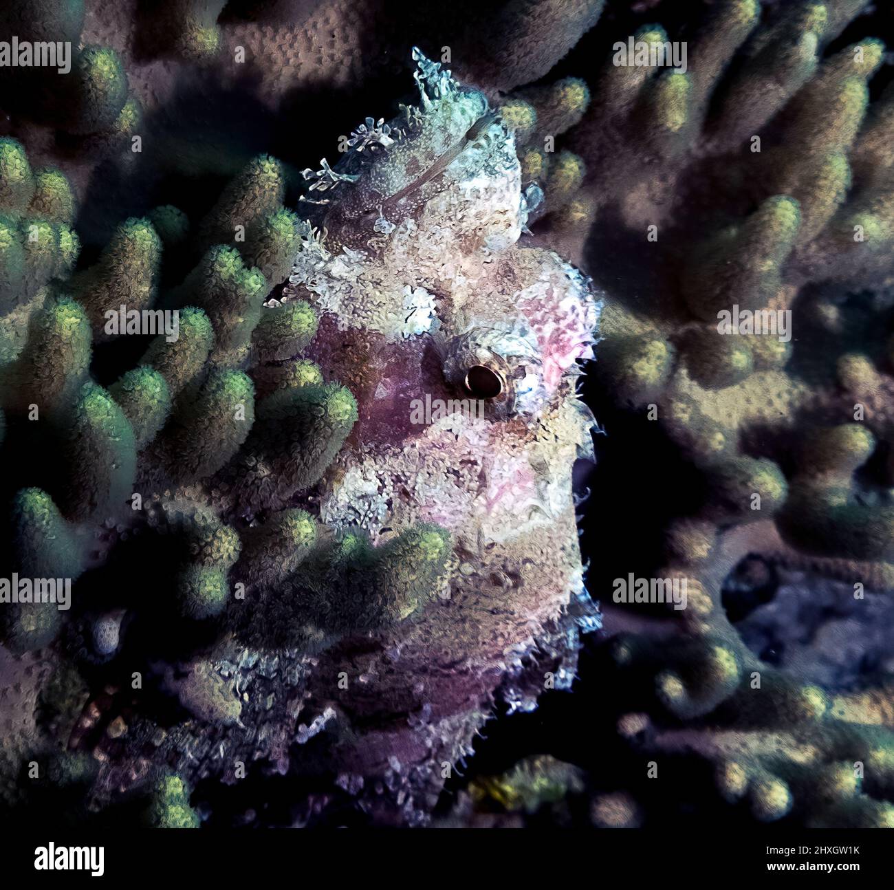 A Flathead Scorpionfish (Scorpaenopsis oxycephalus) in the Red Sea, Egypt Stock Photo
