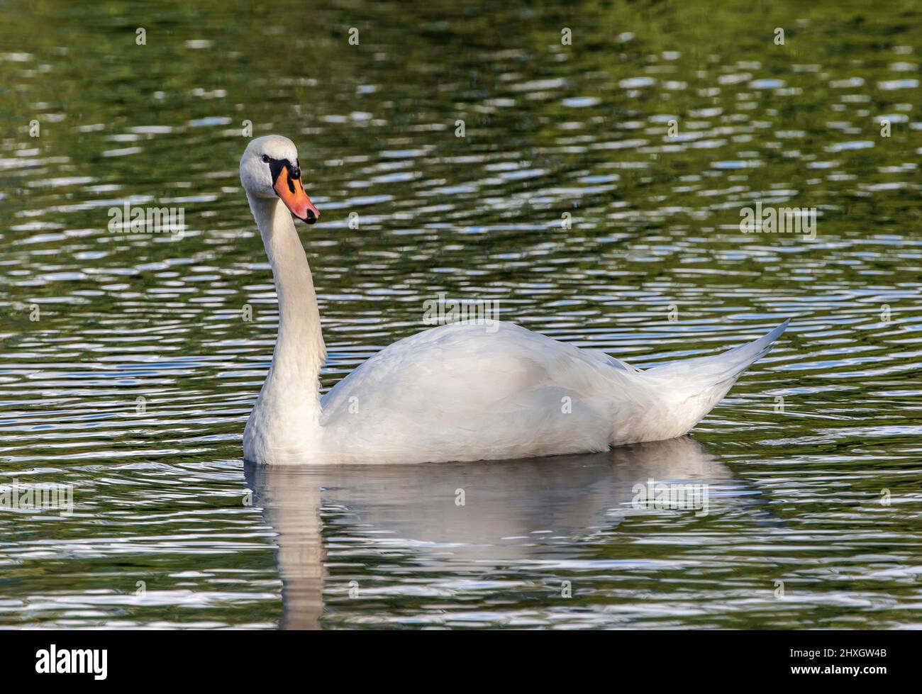 A Mute Swan with a long, outstretched neck, swimming in a green water lake. Stock Photo