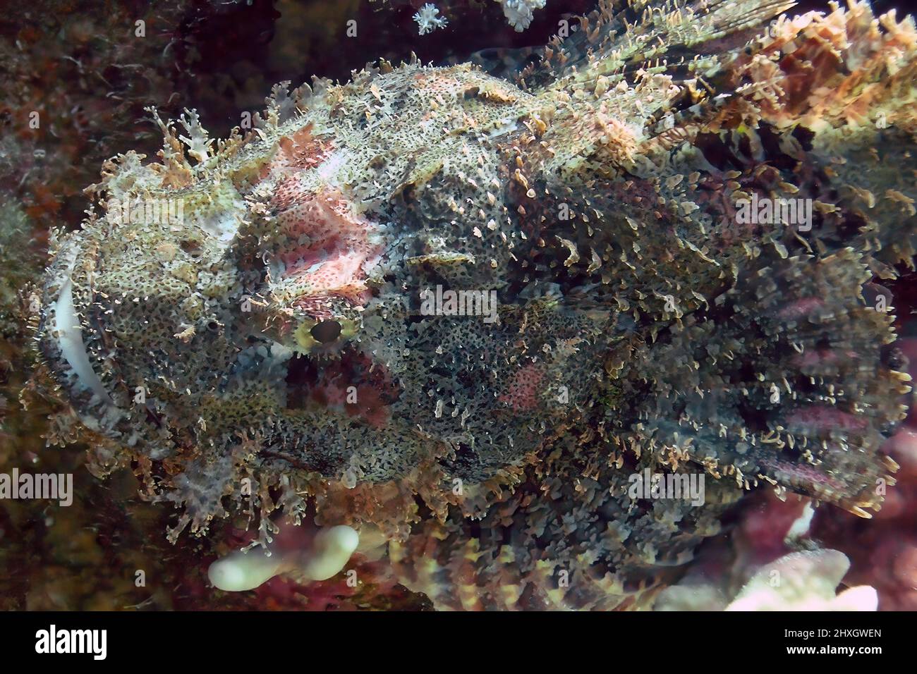 A Flathead Scorpionfish (Scorpaenopsis oxycephalus) in the Red Sea, Egypt Stock Photo