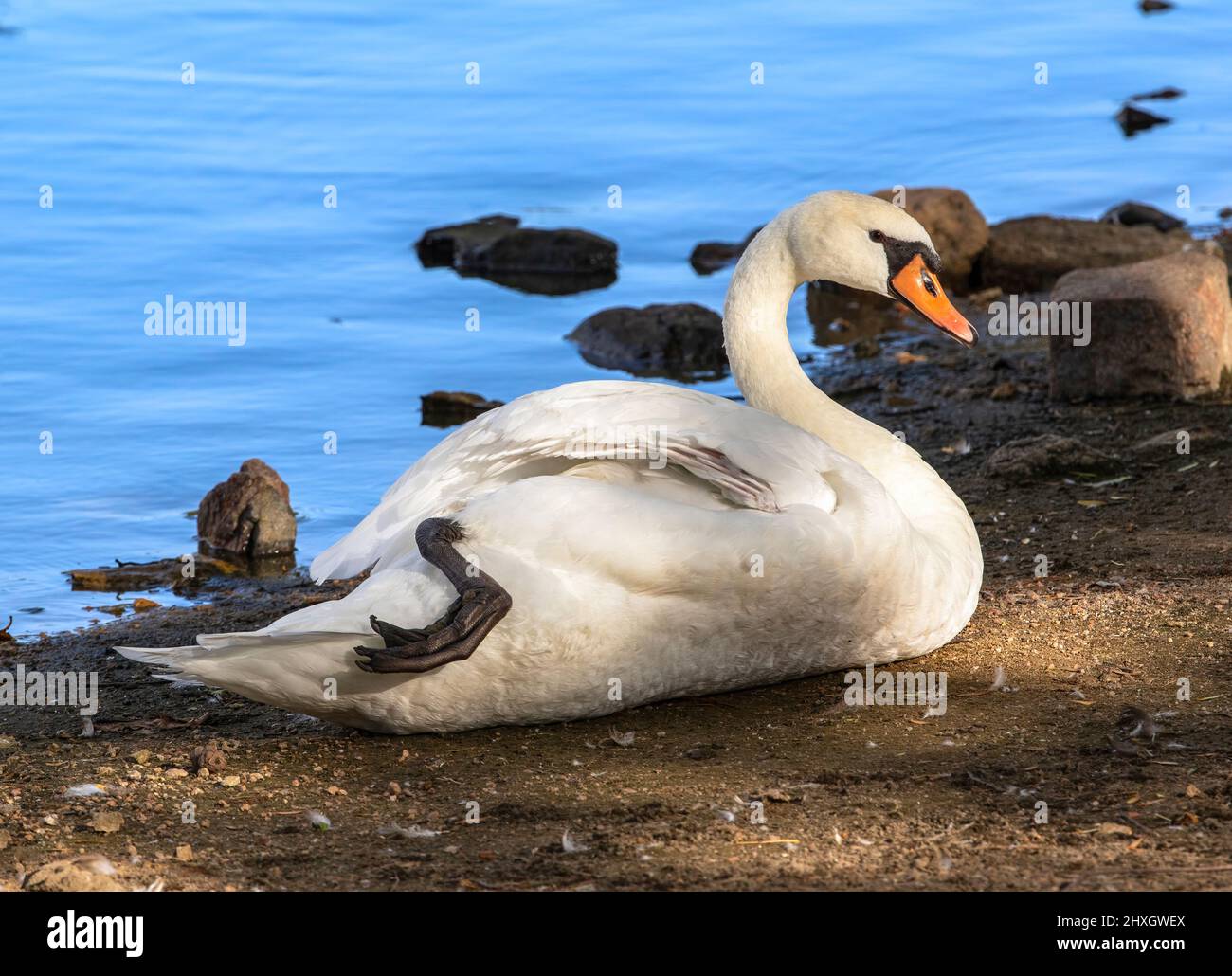 A Mute Swan resting by the side of a lake in dappled sunlight with a slightly extended foot and leg visible. Stock Photo