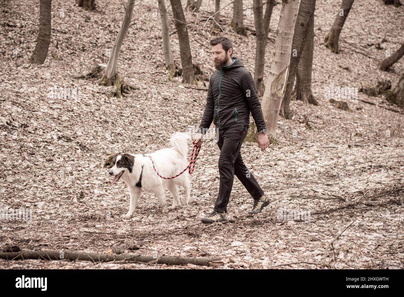 man walking with her dog in forest Stock Photo - Alamy