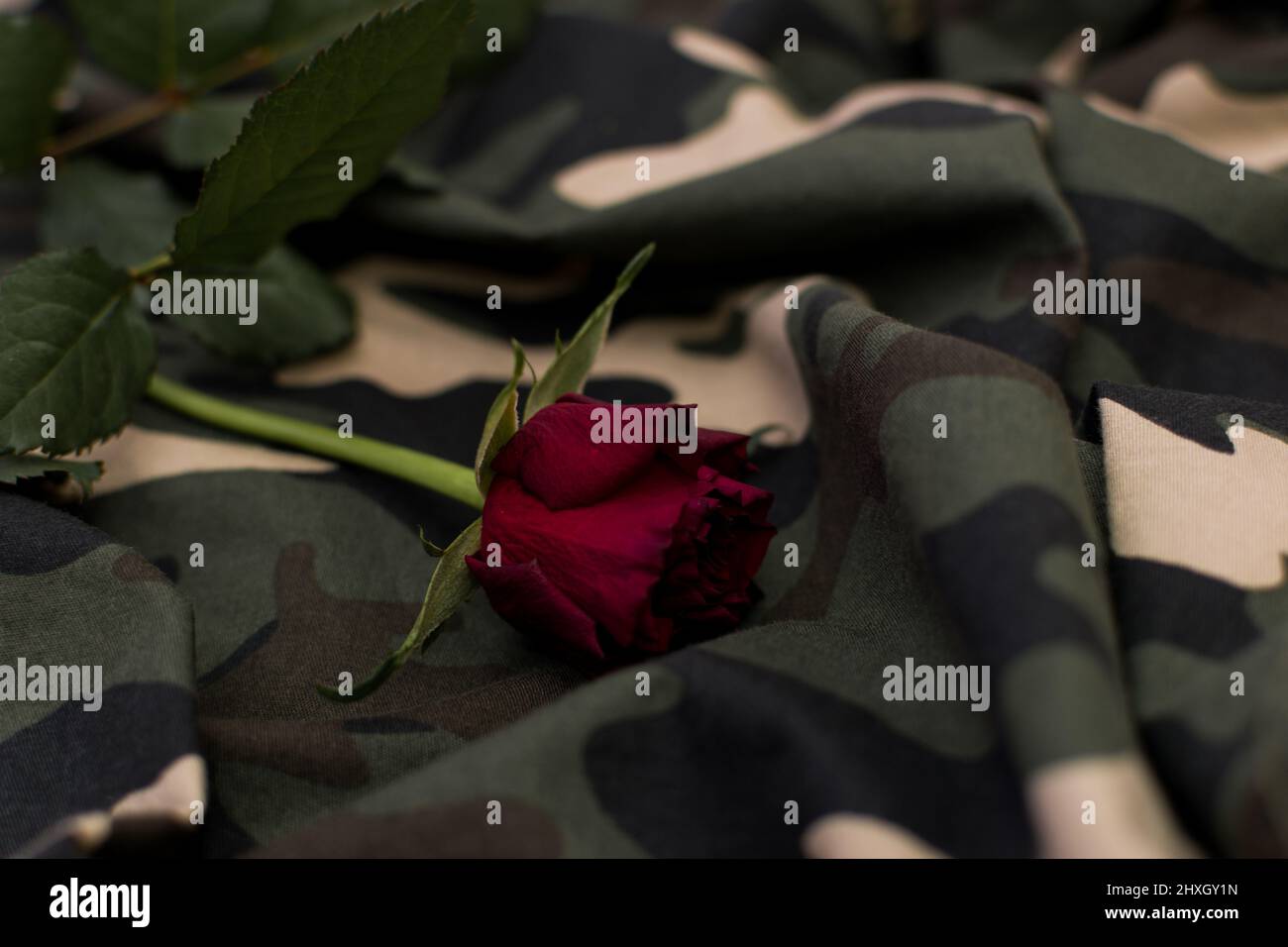 Close up of red rose on military camouflage uniform uniform Stock Photo