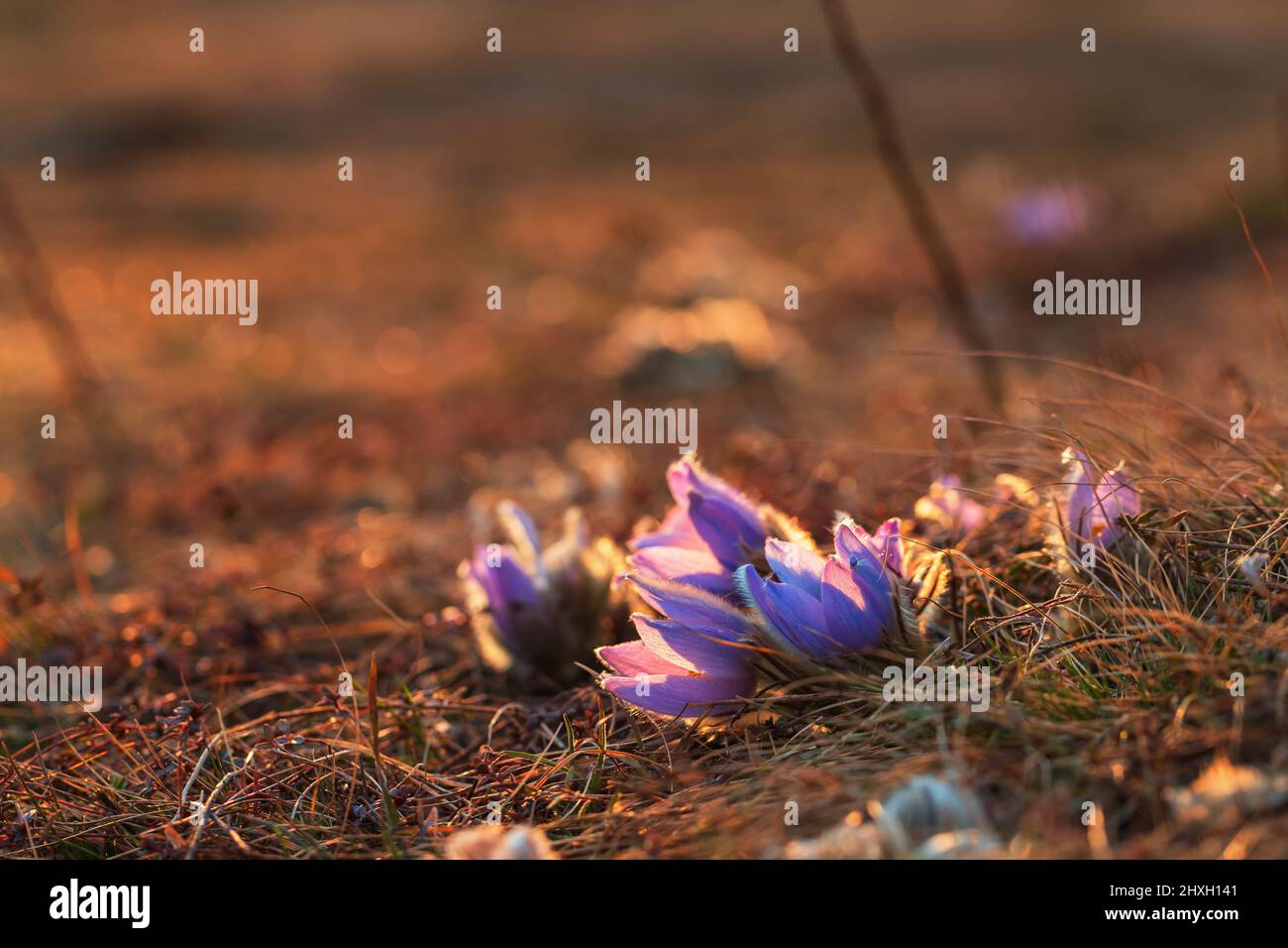Spring flowers Pulsatilla Grandis on a meadow. Purple flowers on a meadow with a beautiful bokeh and setting the sun in backlight Stock Photo
