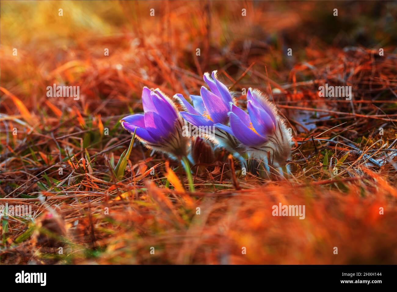 Spring flowers Pulsatilla Grandis on a meadow. Purple flowers on a meadow with a beautiful bokeh and setting the sun in backlight Stock Photo