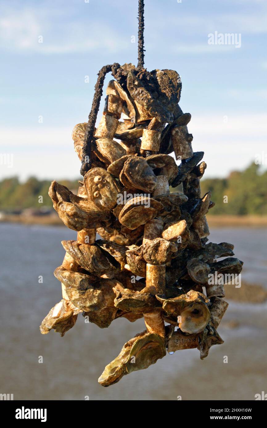 Close-up of a cluster of oysters growing on a rope at an Oyster Farm with water and trees in the background Stock Photo