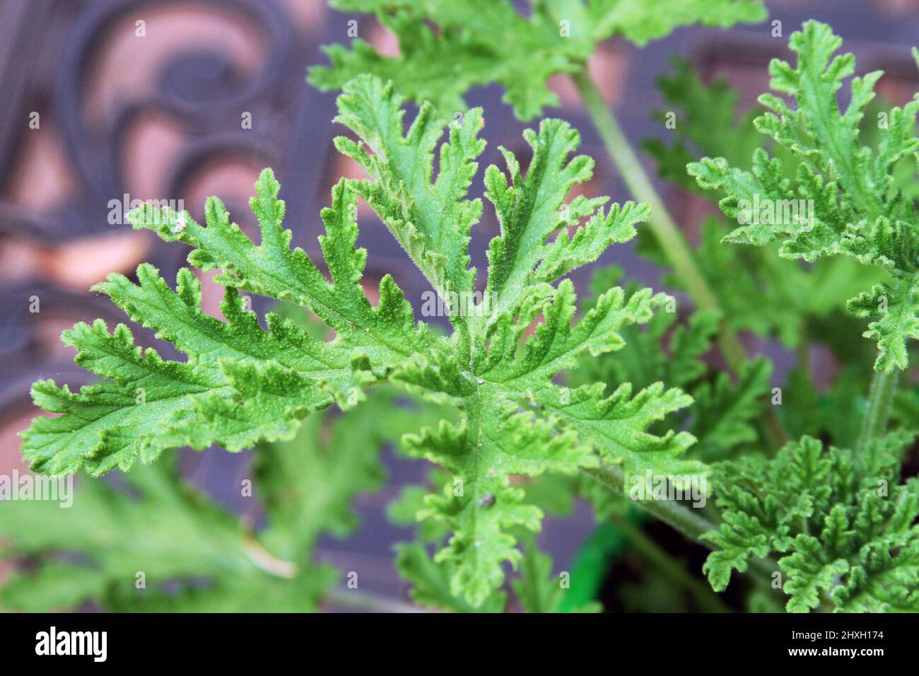 Close-up of the green leaves of a citronella plant whose fragrance is used as a natural insect repellant and in perfume. Stock Photo