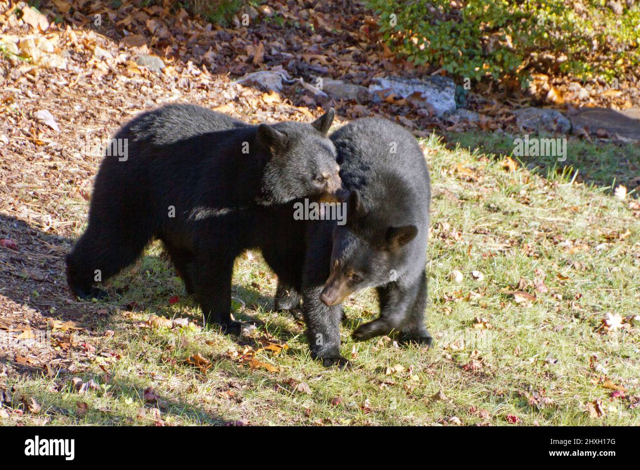 Two adolescent black bears fight for territorial dominance of an urban backyard in autumn Stock Photo