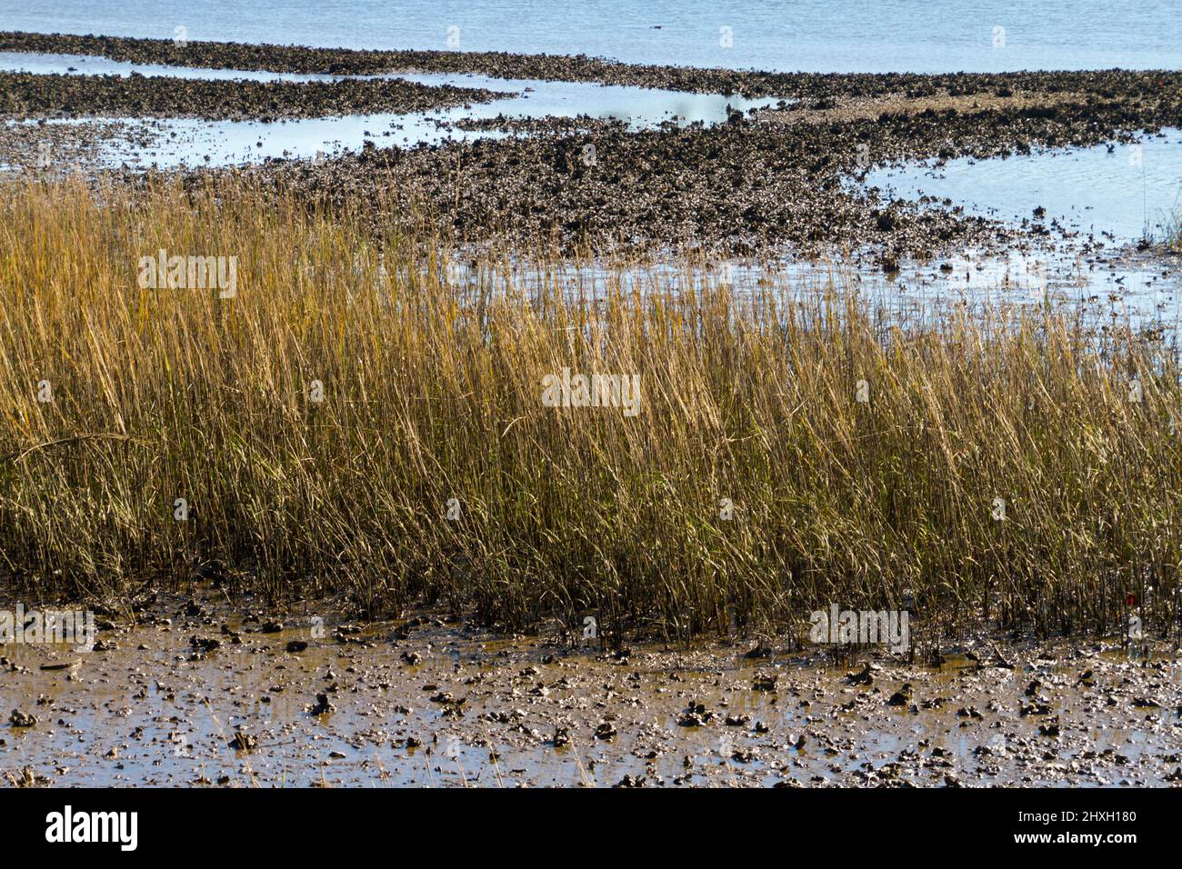 Oysters growing on a saltwater reef on the coast of North Carolina Stock Photo