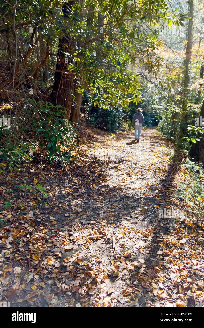 Man wearing a hat takes a solitary scenic hike along a leaf covered forest trail in autumn Stock Photo