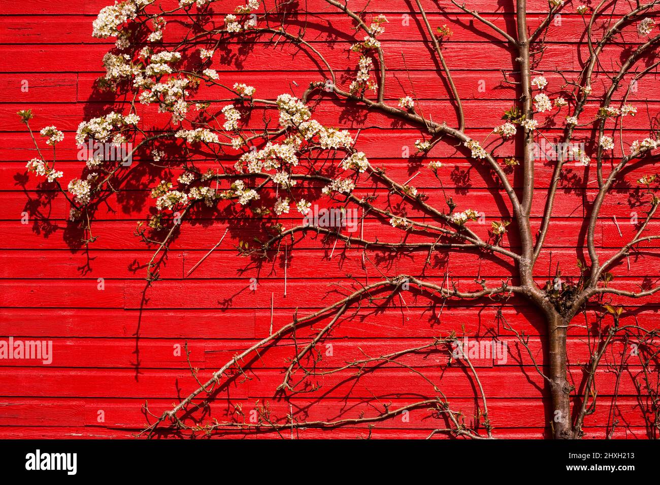 Red Barn with Pear tree blossoms in Snohomish County Lake Stevens Washington State Stock Photo