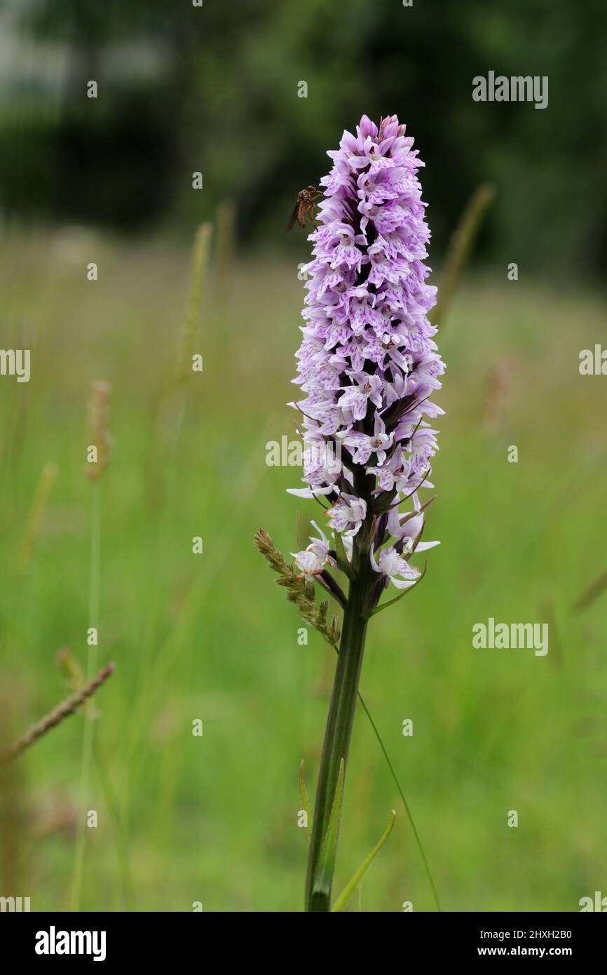 Common spotted orchid Dactylorhiza fuchsii in Little France, Edinburgh, Lothians, Scotland Stock Photo