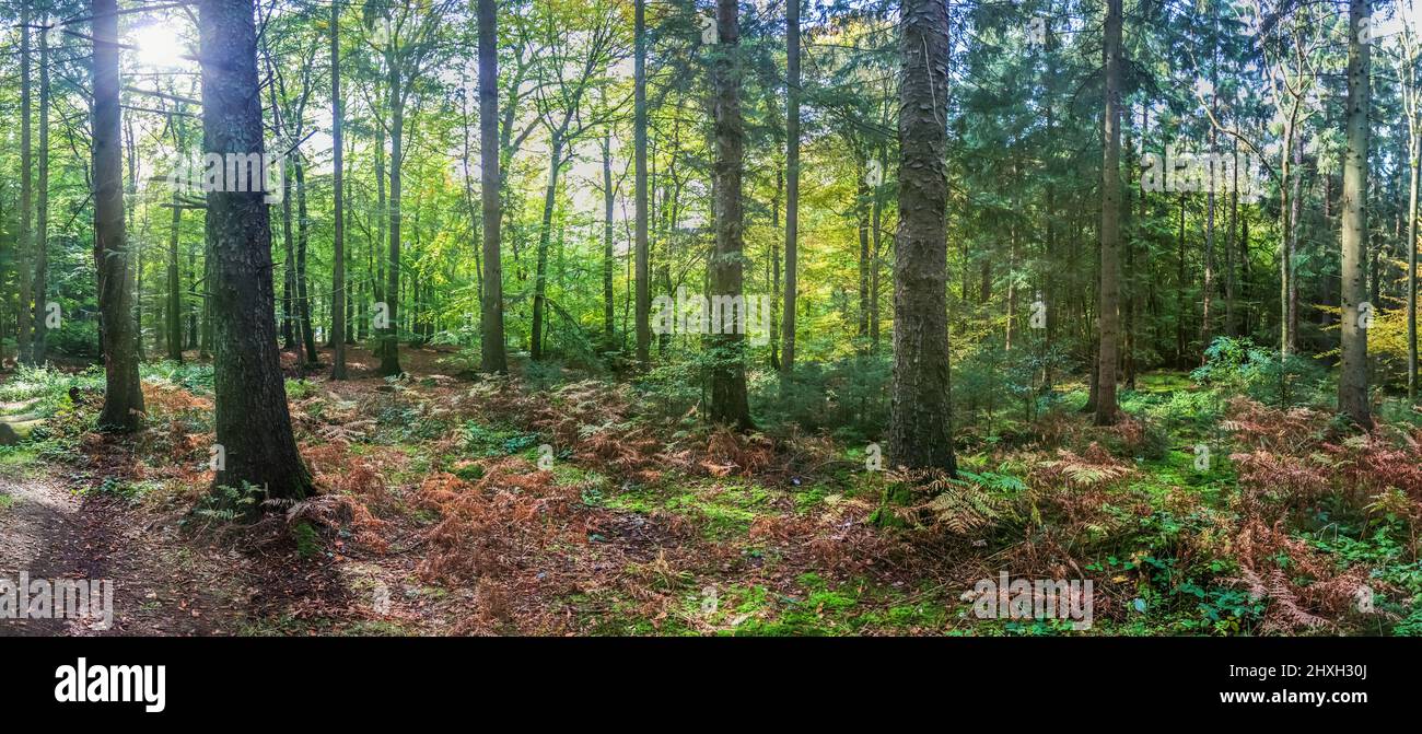 Beautiful view into a dense green forest with bright sunlight casting deep shadow Stock Photo